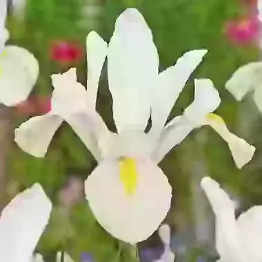 White van Vliet